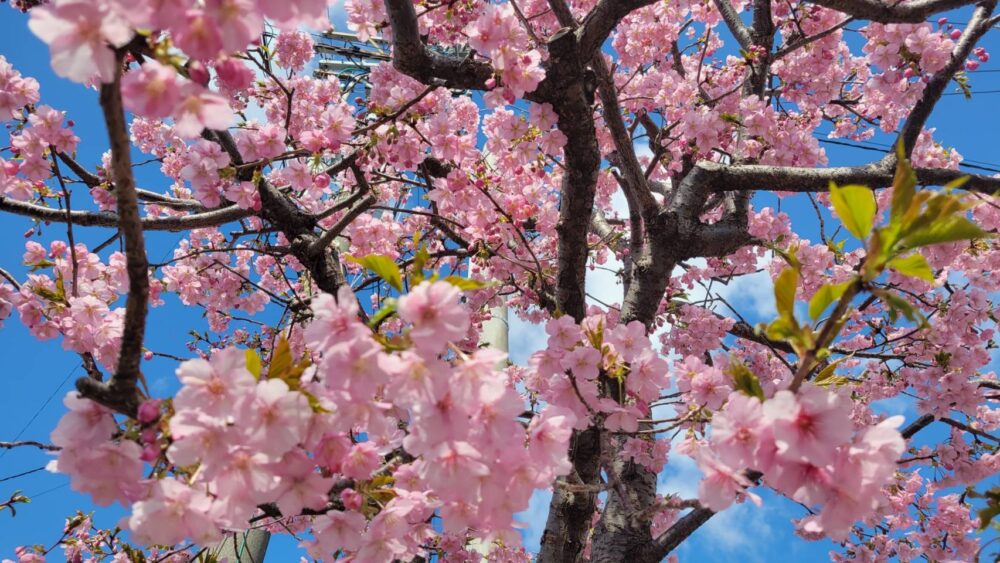 浜松市老人ホーム_春を感じるお花見とお花見会