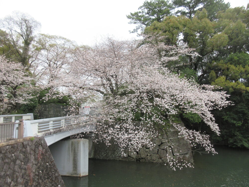 静岡市葵区有料老人ホーム_春のお花見と夜桜鑑賞会