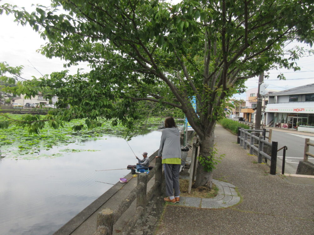 静岡市葵区老人ホーム_紫陽花見物 小鹿公園へ