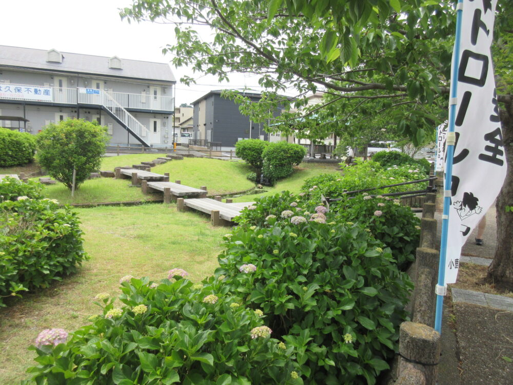 静岡市葵区老人ホーム_紫陽花見物 小鹿公園へ